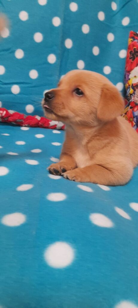 KWADRA szczeniak do adopcji warszawa