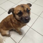 Mała sunia do adopcji Warszawa
