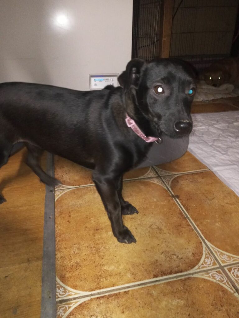 szczeniak do adopcji Warszaw