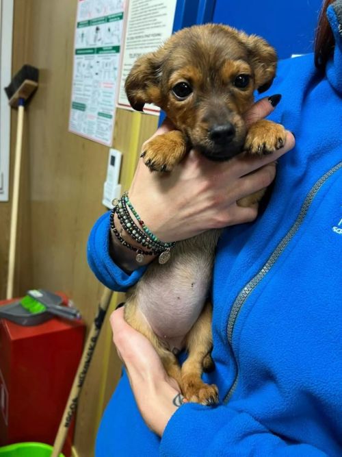 szczeniak do adopcji Warszawa AKI