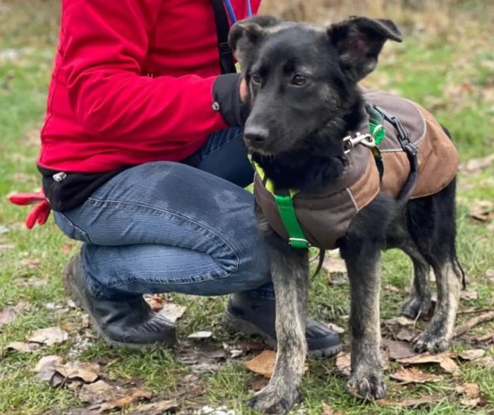 szczeniak do adopcji Warszawa KITANA