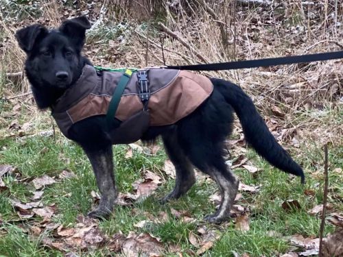 szczeniak do adopcji Warszawa KITANA