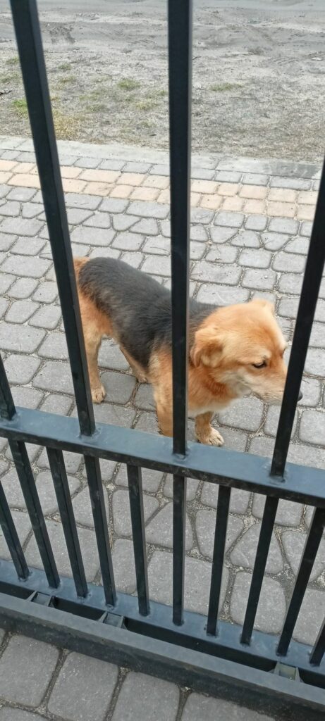 Pies do Adopcji Radom Kundelek