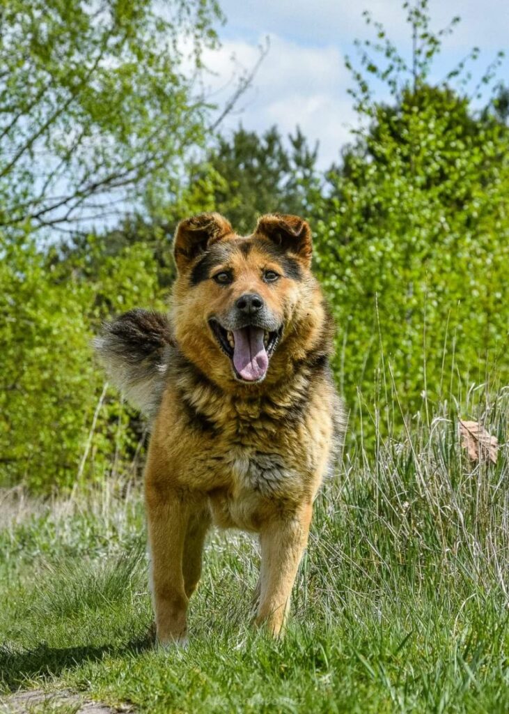 pies do adopcji EDISON Warszawa został sprzedany razem z domem