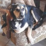 NEO do adopcji