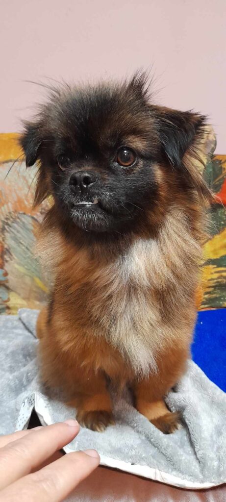 mikropiesek SISI do adopcji Mazowieckie