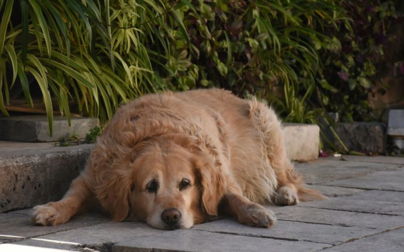 Dobre karmy dla psa z nadwagą – jak pomóc pupilowi schudnąć dietą?