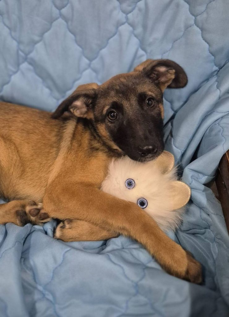 Szczeniak do adopcji PASJA W TYPIE OWCZARKA BELGIJSKIEGO MALINOISA SZUKA DOMU