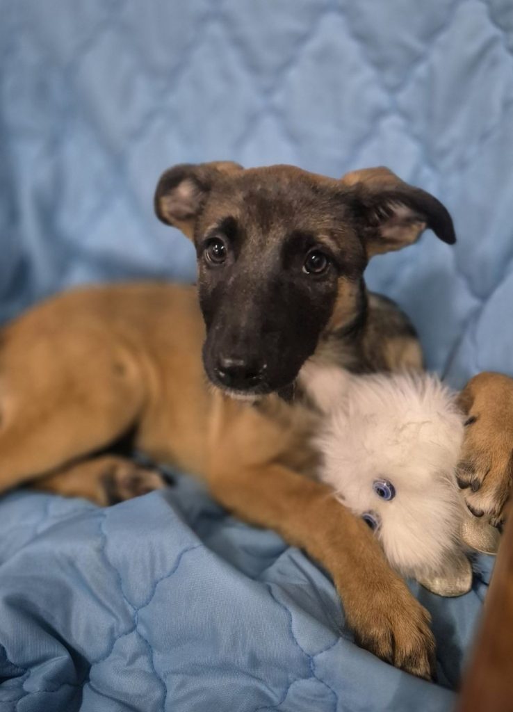 Szczeniak do adopcji PASJA W TYPIE OWCZARKA BELGIJSKIEGO MALINOISA SZUKA DOMU