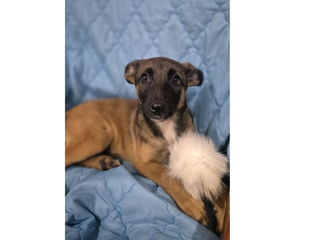 Szczeniak do adopcji PASJA W TYPIE OWCZARKA BELGIJSKIEGO MALINOISA SZUKA DOMU
