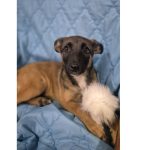 PASJA W TYPIE OWCZARKA BELGIJSKIEGO MALINOISA SZUKA DOMU. Szczeniak do adopcji, który zaczyna życie od nowa. Poznaj Pasję