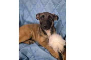 PASJA W TYPIE OWCZARKA BELGIJSKIEGO MALINOISA SZUKA DOMU. Szczeniak do adopcji, który zaczyna życie od nowa. Poznaj Pasję