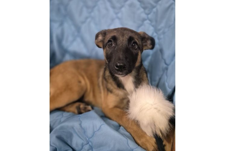 Szczeniak do adopcji PASJA W TYPIE OWCZARKA BELGIJSKIEGO MALINOISA SZUKA DOMU