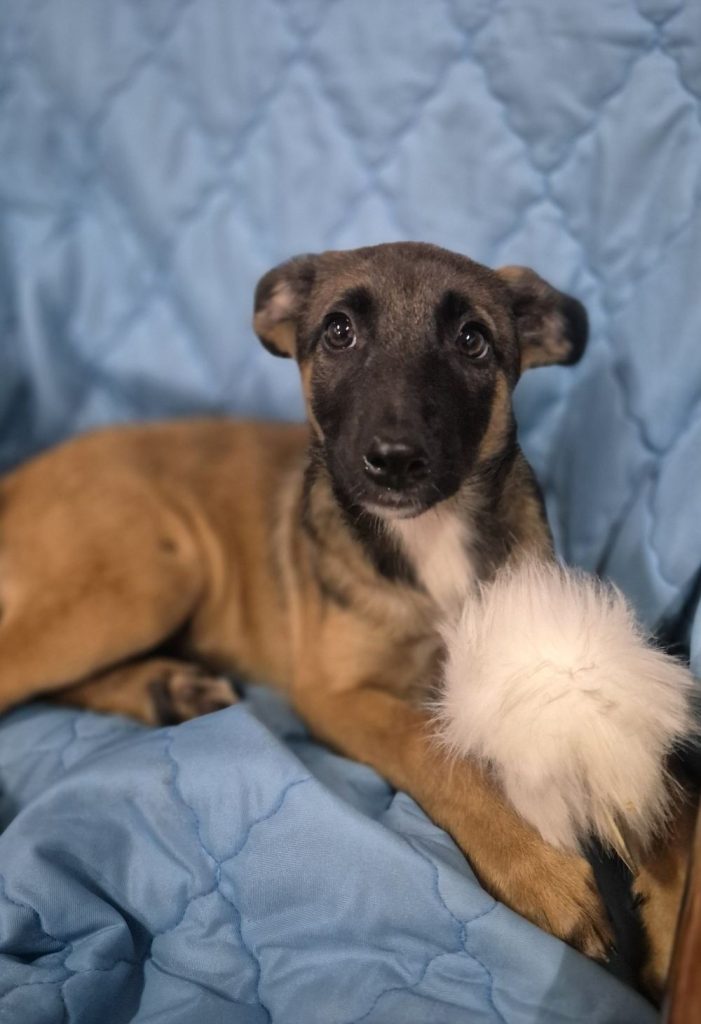 Szczeniak do adopcji PASJA W TYPIE OWCZARKA BELGIJSKIEGO MALINOISA SZUKA DOMU