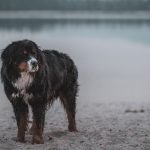 Jak dobrać szelki dla dużego psa, żeby nie ograniczały ruchów?
