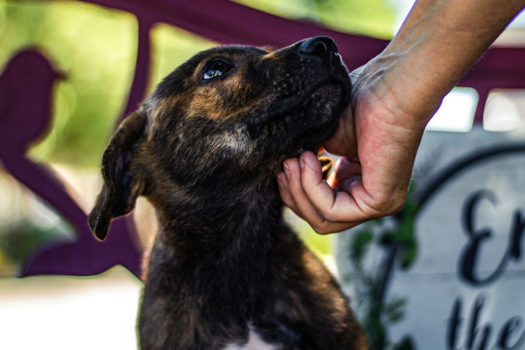 Adoptujesz psa? Zobacz, dlaczego ubezpieczenie dla psa to drugi najlepszy prezent, jaki możesz mu dać