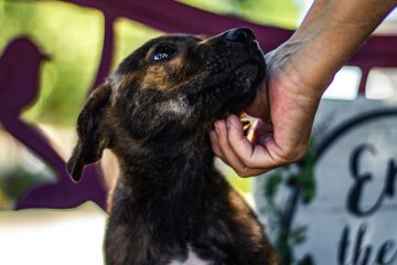 Adoptujesz psa? Zobacz, dlaczego ubezpieczenie dla psa to drugi najlepszy prezent, jaki możesz mu dać
