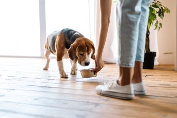 Zdrowie zaczyna się w misce. Jak dobra karma hipoalergiczna pomaga adoptowanym psom zapomnieć o przeszłości?