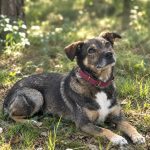 FRODO MARZY O CIEPŁYM BEZPIECZNYM DOMU I KOCHAJĄCEJ RODZINIE. Adoptuj: 606 854 980