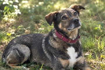 FRODO MARZY O CIEPŁYM BEZPIECZNYM DOMU I KOCHAJĄCEJ RODZINIE. Adoptuj: 606 854 980
