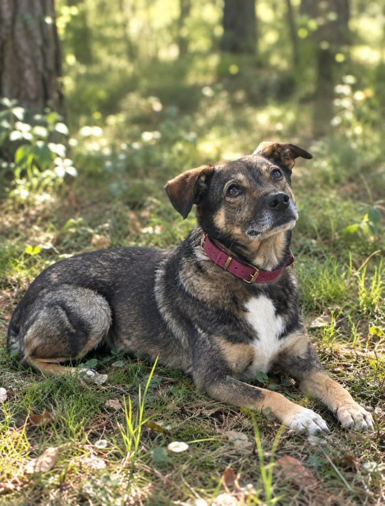 FRODO MARZY O CIEPŁYM BEZPIECZNYM DOMU I KOCHAJĄCEJ RODZINIE. Adoptuj: 606 854 980