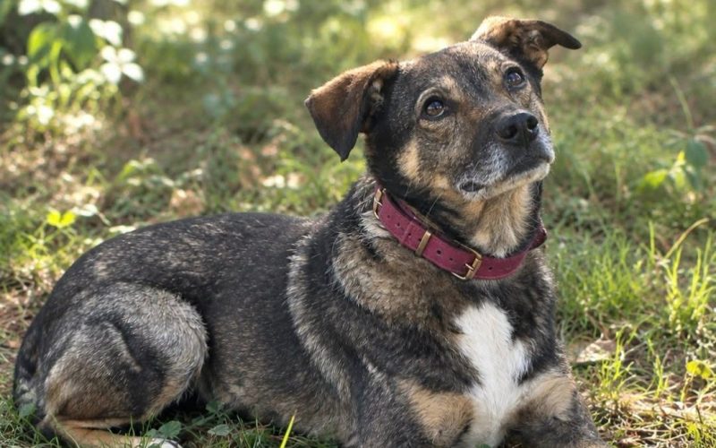 FRODO MARZY O CIEPŁYM BEZPIECZNYM DOMU I KOCHAJĄCEJ RODZINIE. Adoptuj: 606 854 980