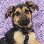 LUKA NIE MIAŁA POJĘCIA, ŻE ŻYCIE MOŻE WYGLĄDAĆ INACZEJ… Szczeniak. Adoptuj: 512 220 530