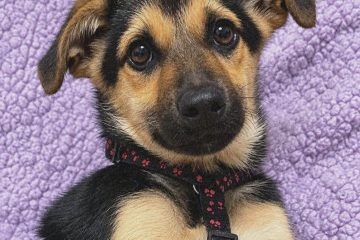 LUKA NIE MIAŁA POJĘCIA, ŻE ŻYCIE MOŻE WYGLĄDAĆ INACZEJ… Szczeniak. Adoptuj: 512 220 530