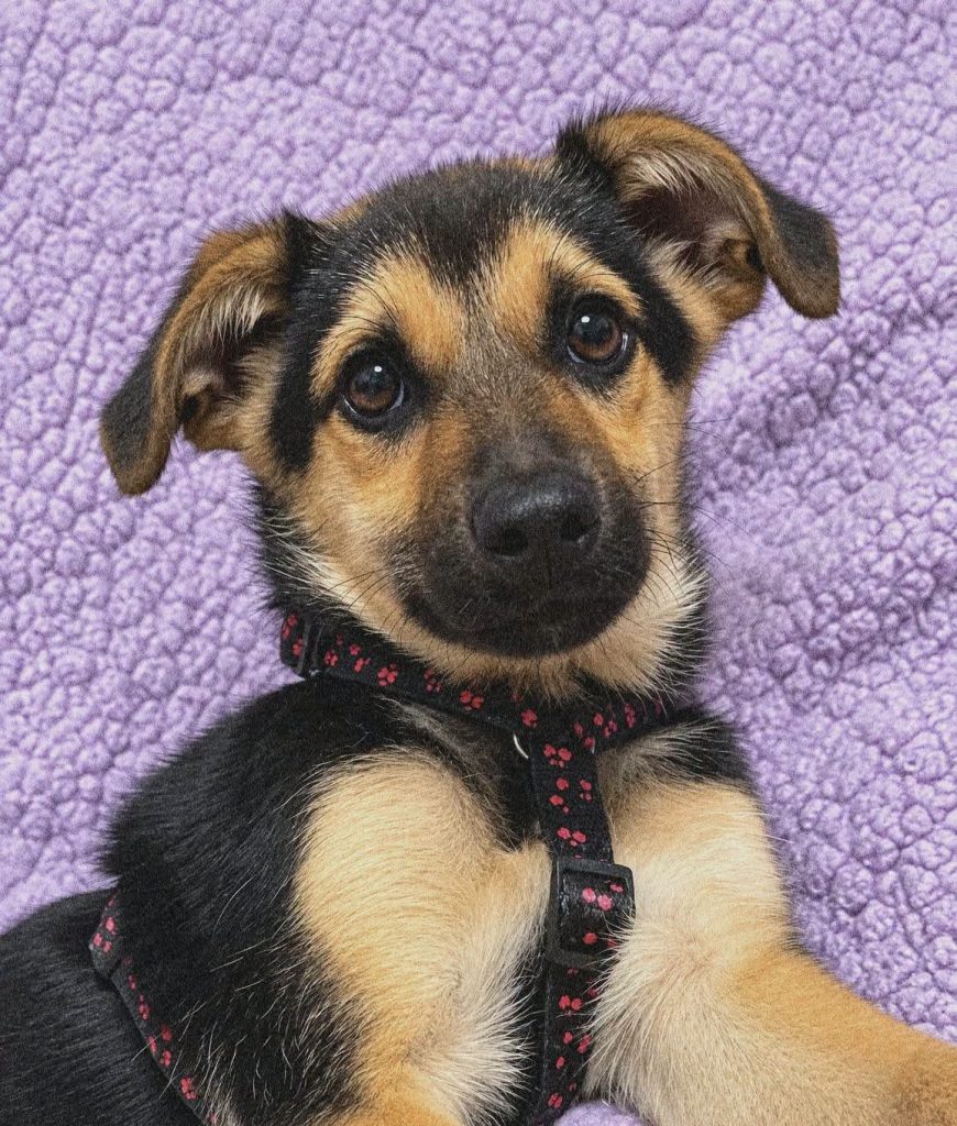 LUKA NIE MIAŁA POJĘCIA, ŻE ŻYCIE MOŻE WYGLĄDAĆ INACZEJ… Szczeniak. Adoptuj: 512 220 530